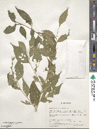 Erythrococca usambarica image