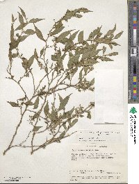 Erythrococca usambarica image