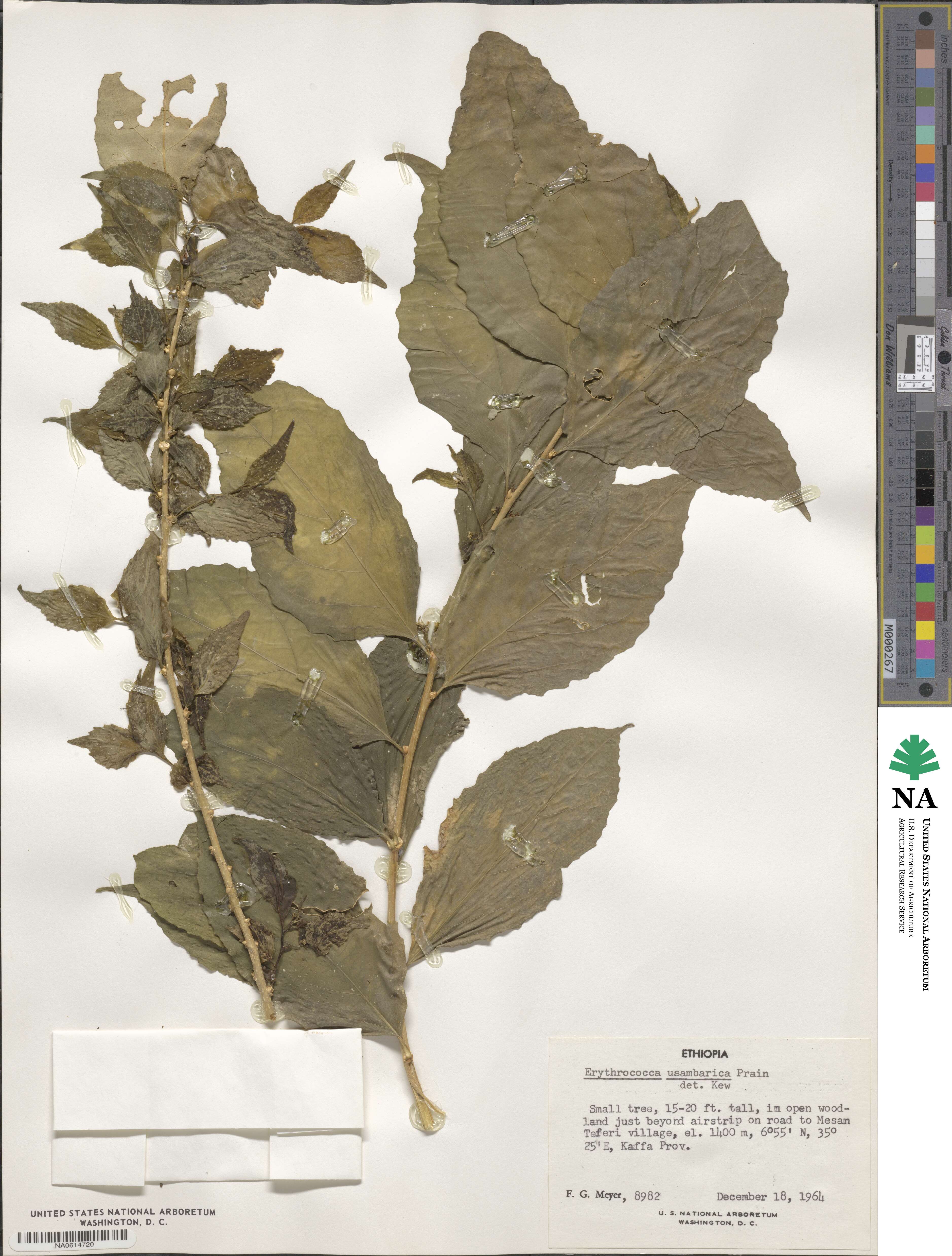 Erythrococca usambarica image