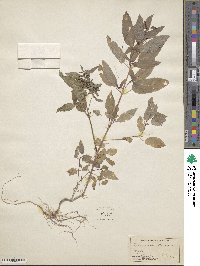 Mercurialis annua image