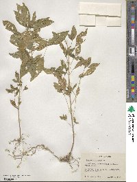 Mercurialis annua image