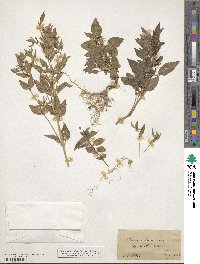 Mercurialis annua image