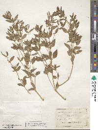 Mercurialis annua image