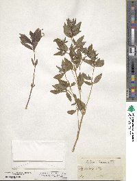 Mercurialis annua image