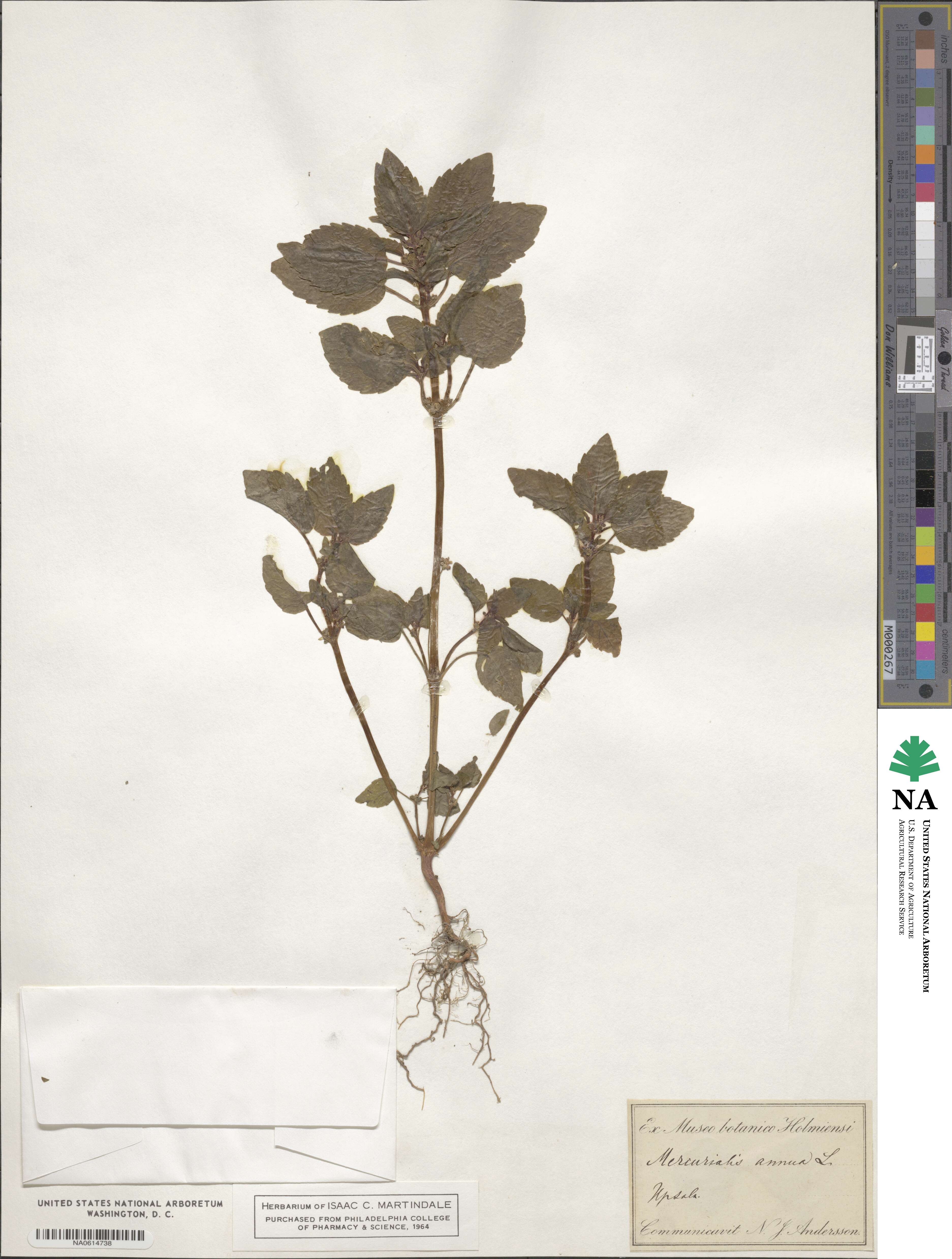 Mercurialis annua image