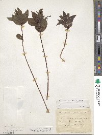 Mercurialis perennis image