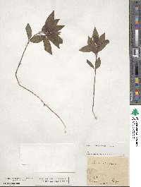 Mercurialis perennis image