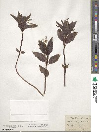 Mercurialis perennis image