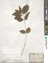 Mercurialis perennis image