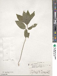 Mercurialis perennis image