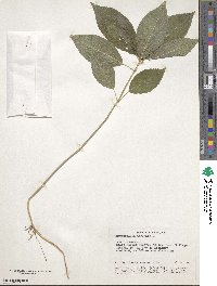 Mercurialis perennis image