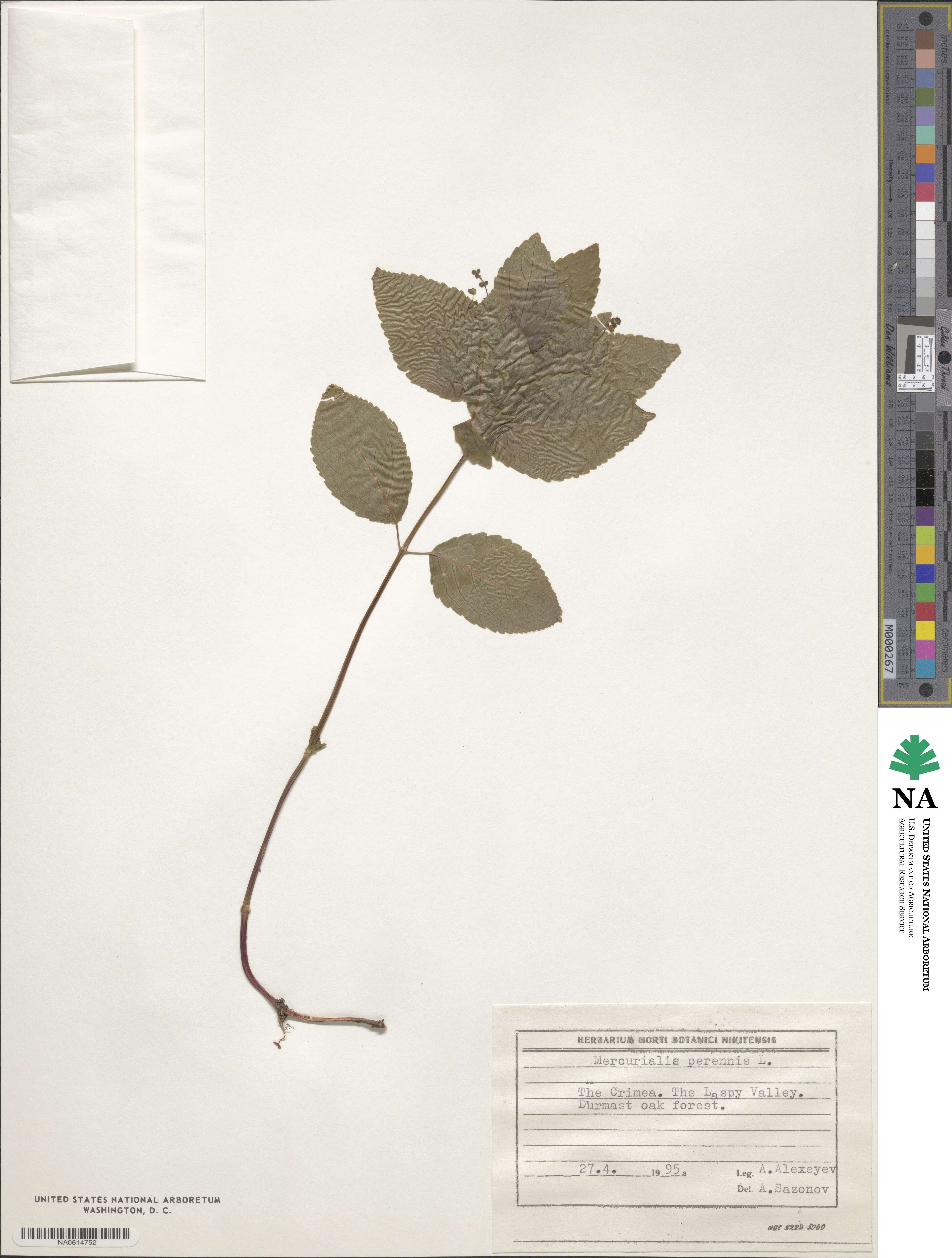 Mercurialis image