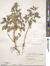 Mercurialis annua image