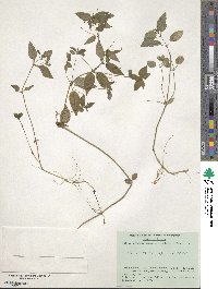 Mercurialis leiocarpa image