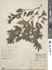 Mercurialis annua image