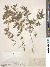 Mercurialis annua image