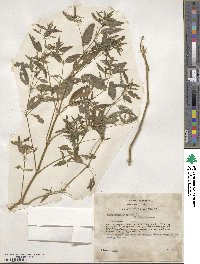 Mercurialis annua image