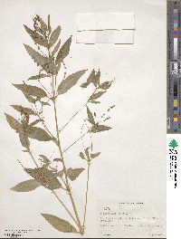 Mercurialis annua image