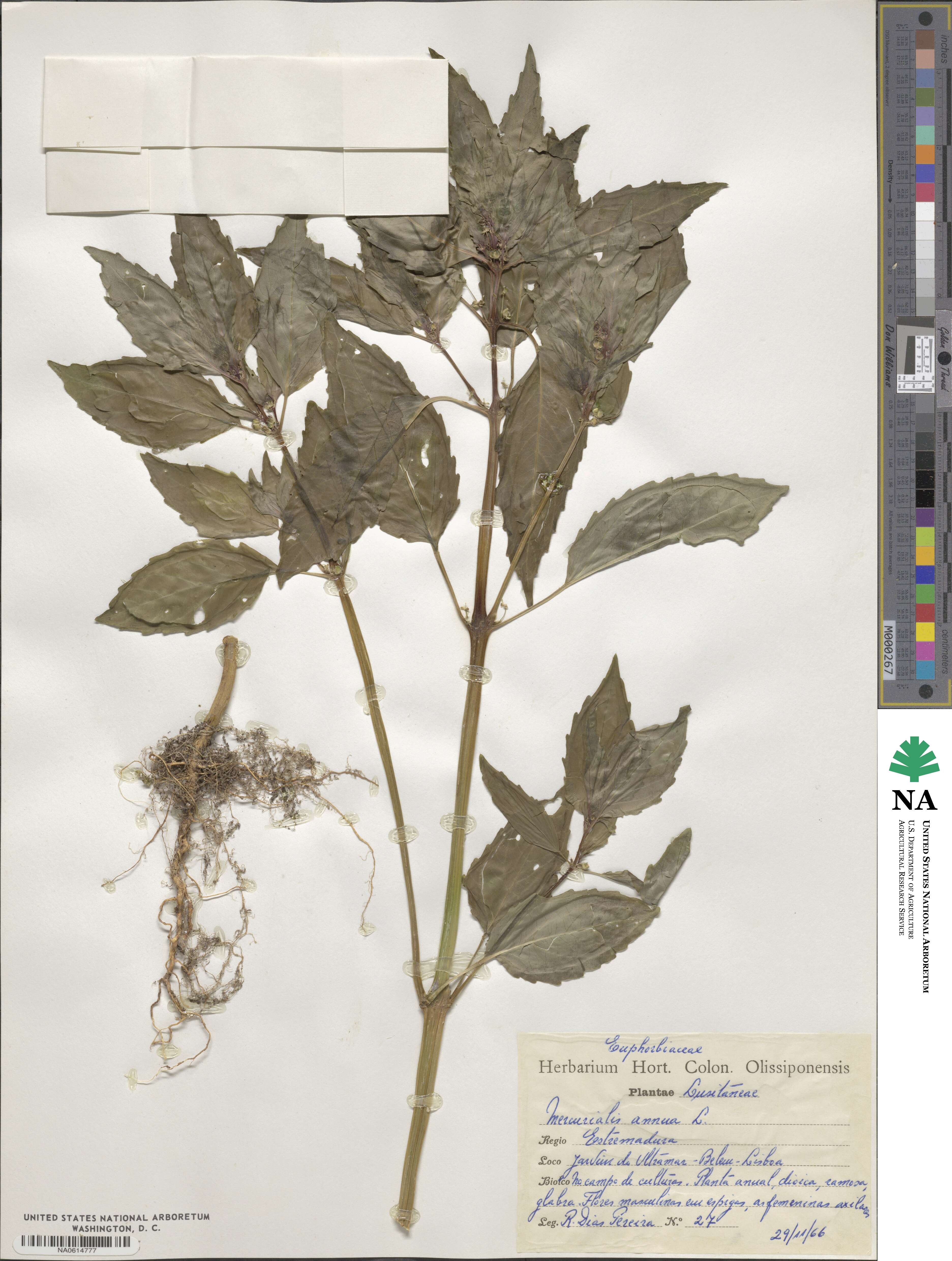 Mercurialis annua image