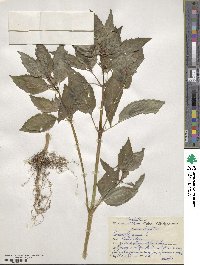 Mercurialis annua image