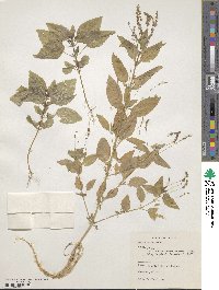 Mercurialis annua image