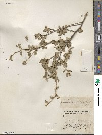 Bernardia myricifolia image