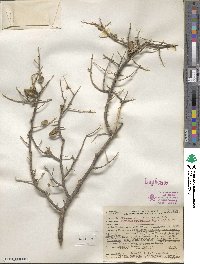 Bernardia myricifolia image