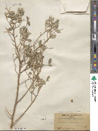 Bernardia myricifolia image