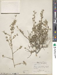 Bernardia myricifolia image