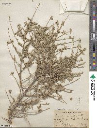 Bernardia myricifolia image