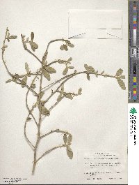 Bernardia myricifolia image