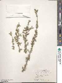 Bernardia myricifolia image