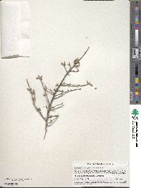 Bernardia myricifolia image