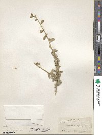 Bernardia myricifolia image