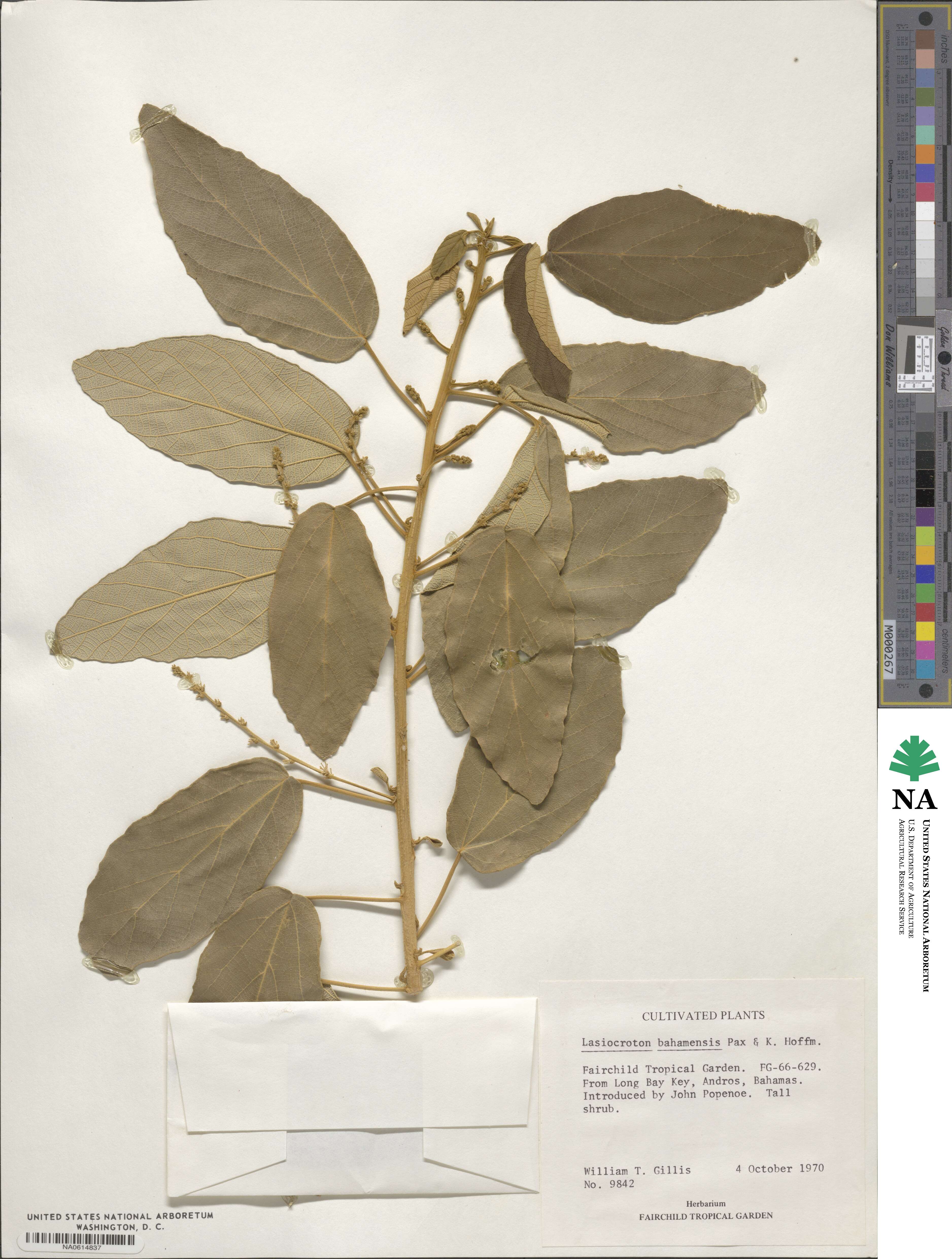 Lasiocroton bahamensis image