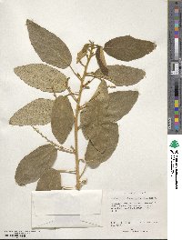 Lasiocroton bahamensis image