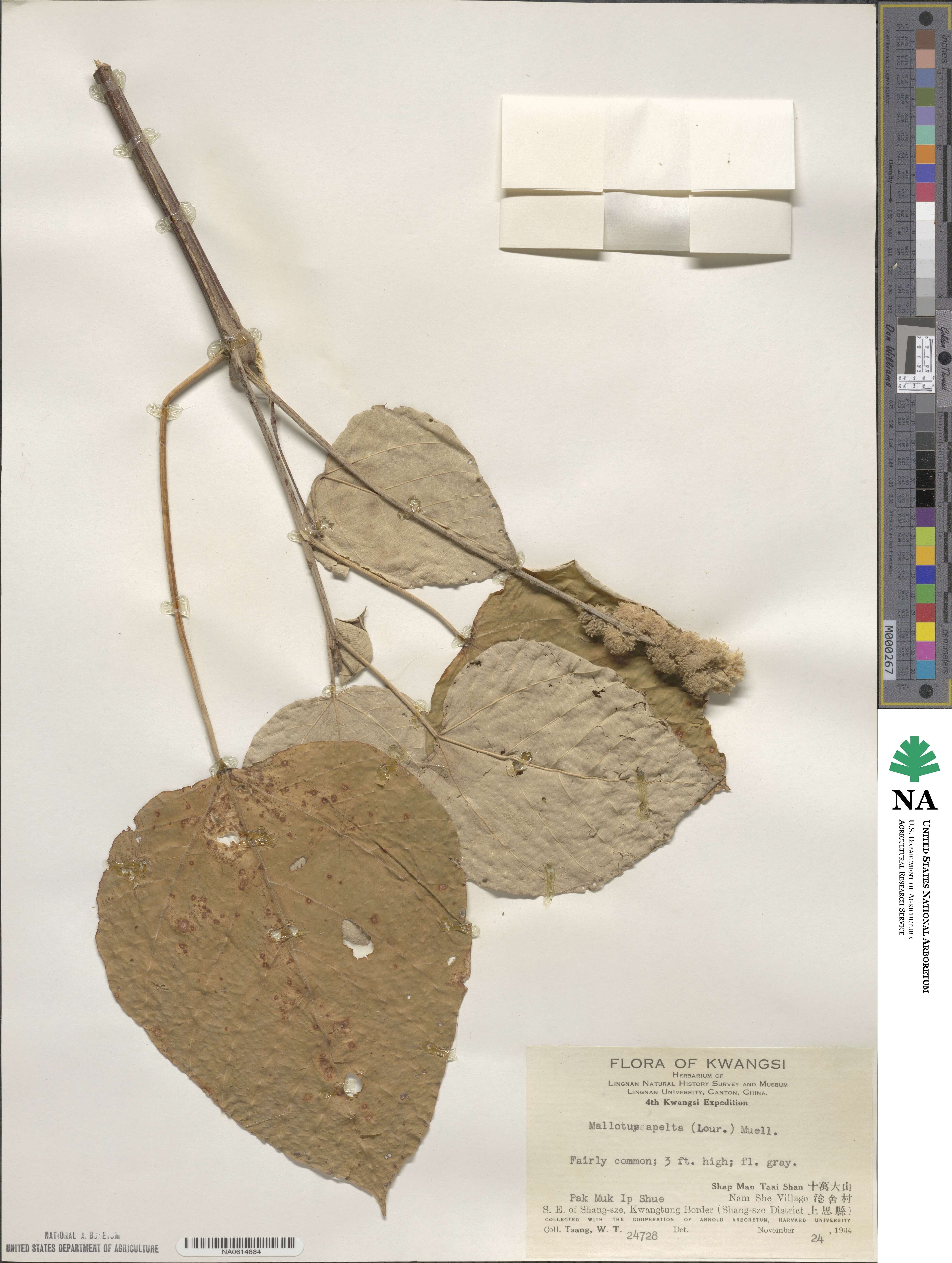 Mallotus apelta image