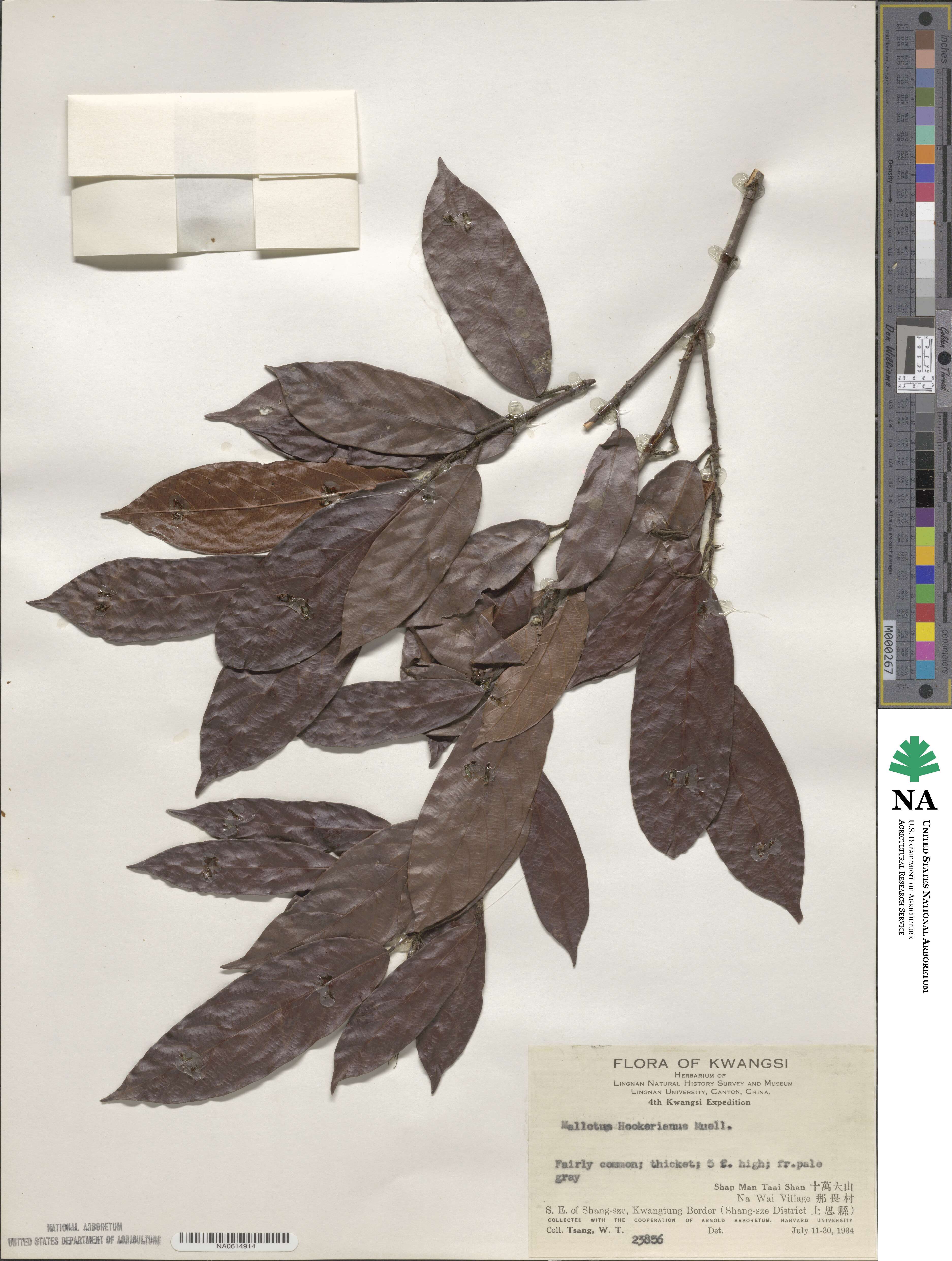 Hancea hookeriana image