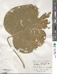 Mallotus japonicus image