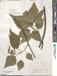 Mallotus japonicus image