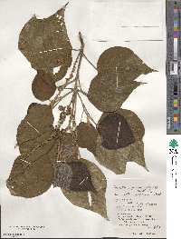 Mallotus japonicus image