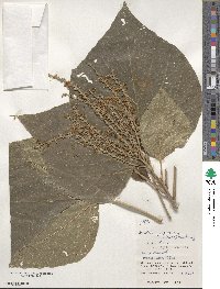 Mallotus japonicus image