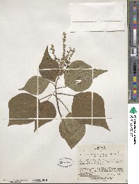 Mallotus japonicus image