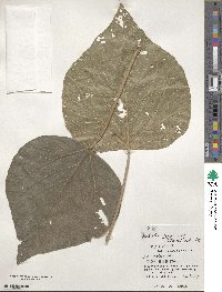 Mallotus japonicus image