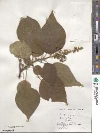 Mallotus japonicus image