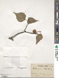 Mallotus japonicus image