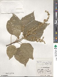 Mallotus japonicus image