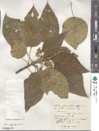 Mallotus japonicus image