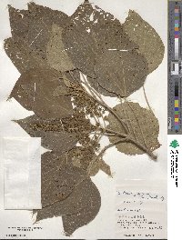 Mallotus japonicus image