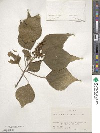 Mallotus japonicus image